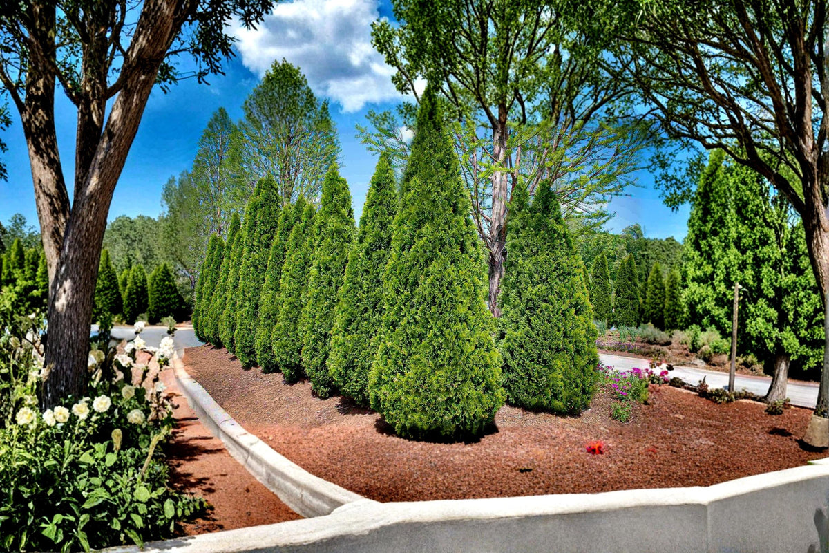 American Arborvitae Tree Seeds – 50 Seeds – Thuja occidentalis – Evergreen Privacy Hedge & Landscape Conifer
