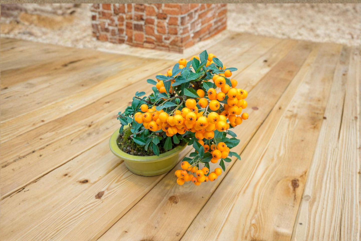 Orange Firethorn Bonsai Seeds – Pyracantha coccinea – Ornamental Shrub with Orange Berries – 30 Seeds for Gardening and Landscaping