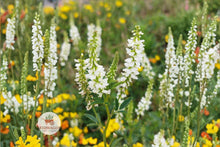 White Sweet Clover Seeds 100 | Melilotus alba Flowering Cover Crop for Pollinators & Wildlife