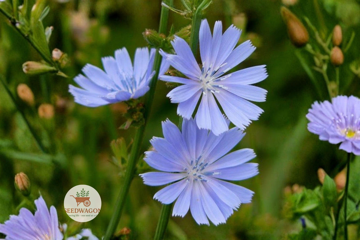 Blue Chicory Seeds 100 – Cichorium intybus Wildflower Pollinator Herb Garden Plant for Bees & Butterflies