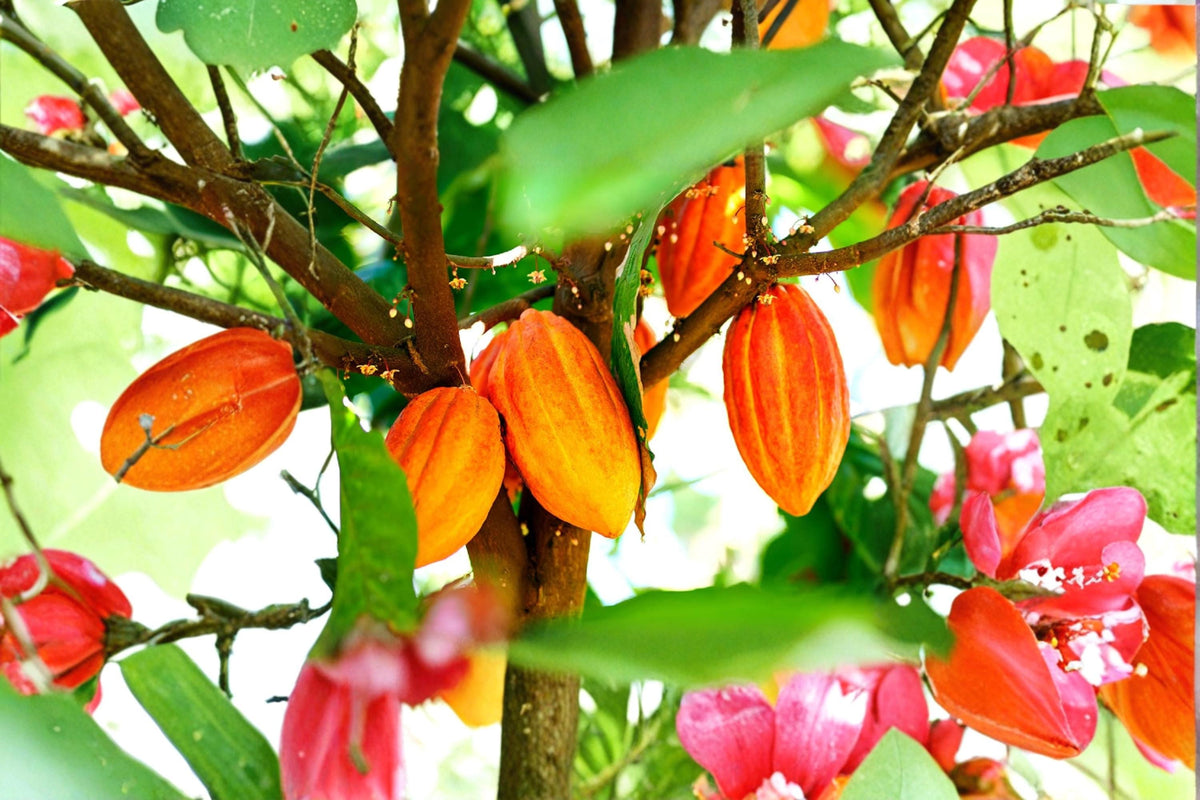 Cacao Tree Wet Seed for Planting – Theobroma cacao Tropical Evergreen Seed for Greenhouse & Garden
