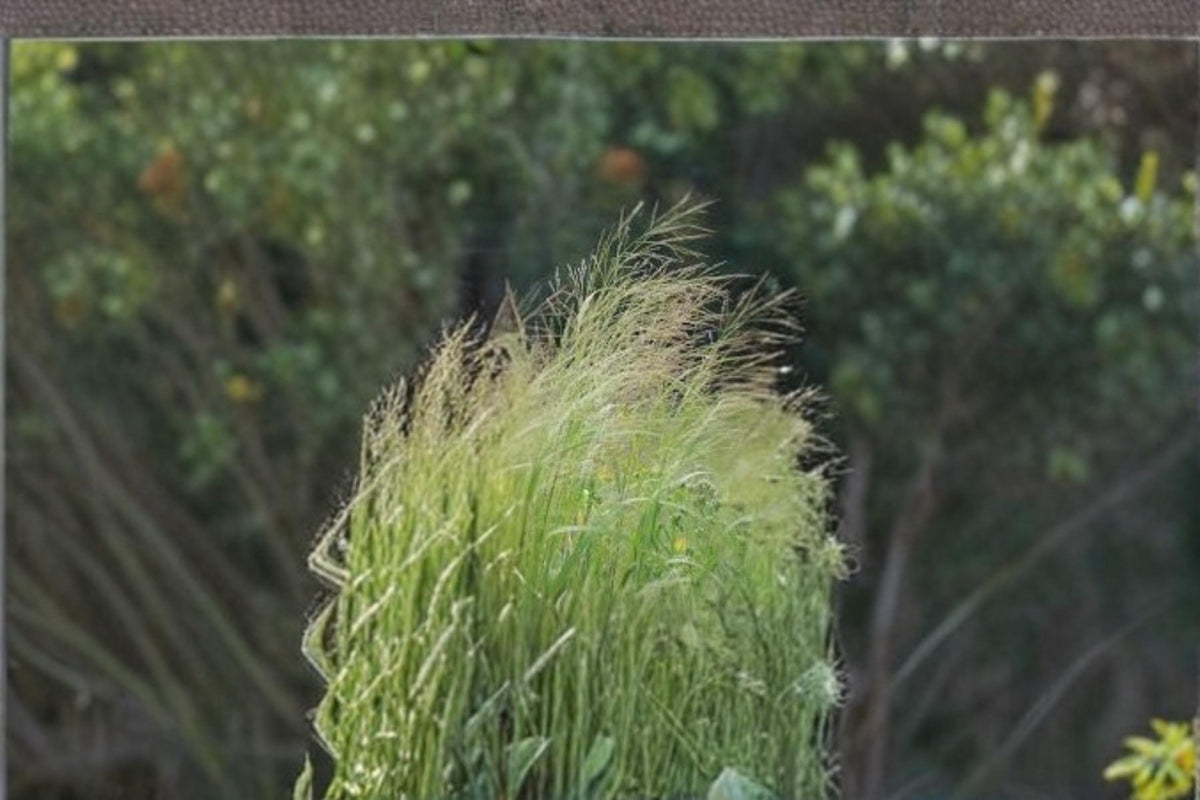 Switchgrass Seeds – Panicum virgatum Native Prairie Ornamental Grass for Landscaping and Erosion Control