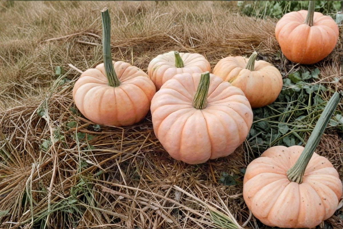 Porcelain Doll Pumpkin Seeds – Rare Pink Heirloom Squash, Cucurbita maxima, Garden Planting, Ornamental & Edible Pumpkin Seeds