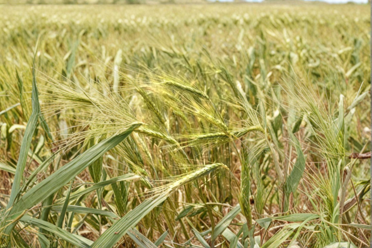 Triticale Seeds – × Triticosecale Hybrid Cereal Grain for Agriculture & Landscape, Annual Grass Seed