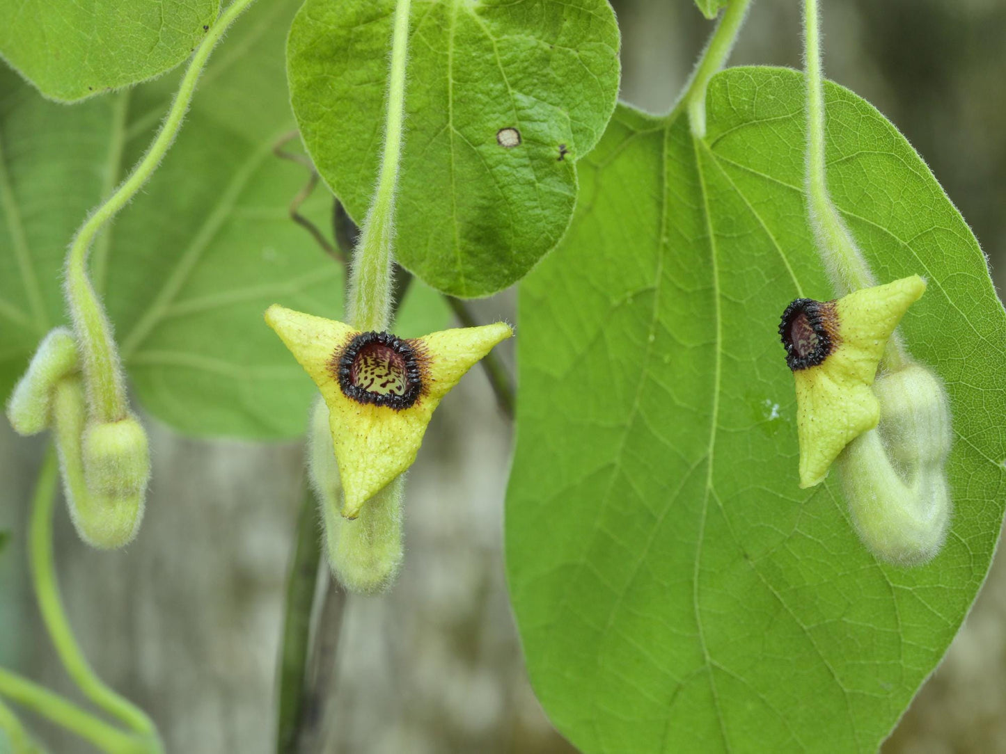 Woolly Dutchman's Pipevine Seeds – Aristolochia tomentosa Climbing Vine for Trellis & Cottage Garden