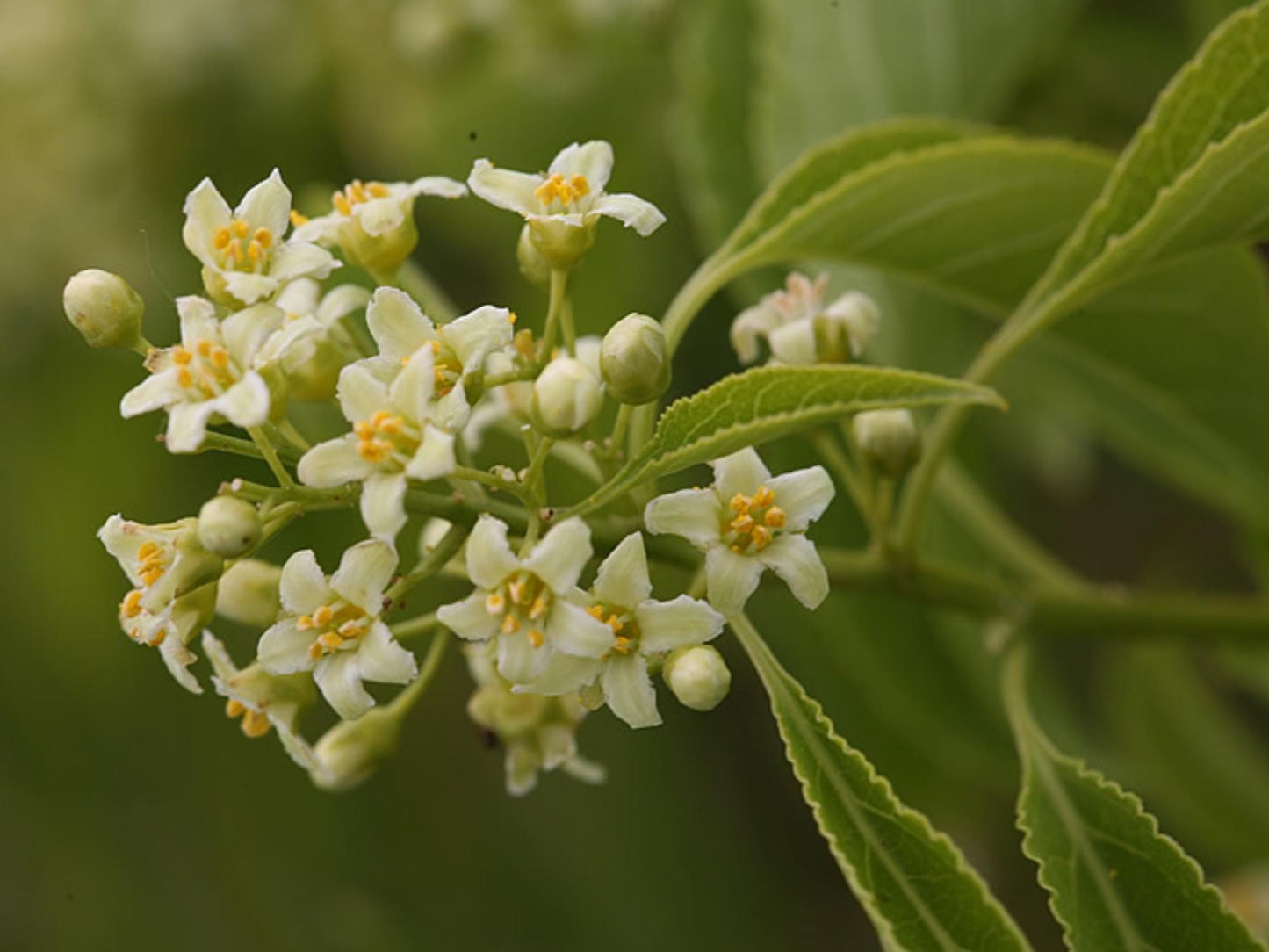 American Bittersweet Seeds – Celastrus scandens Vine Seeds for Trellis, Cottage Garden, Natural Fencing