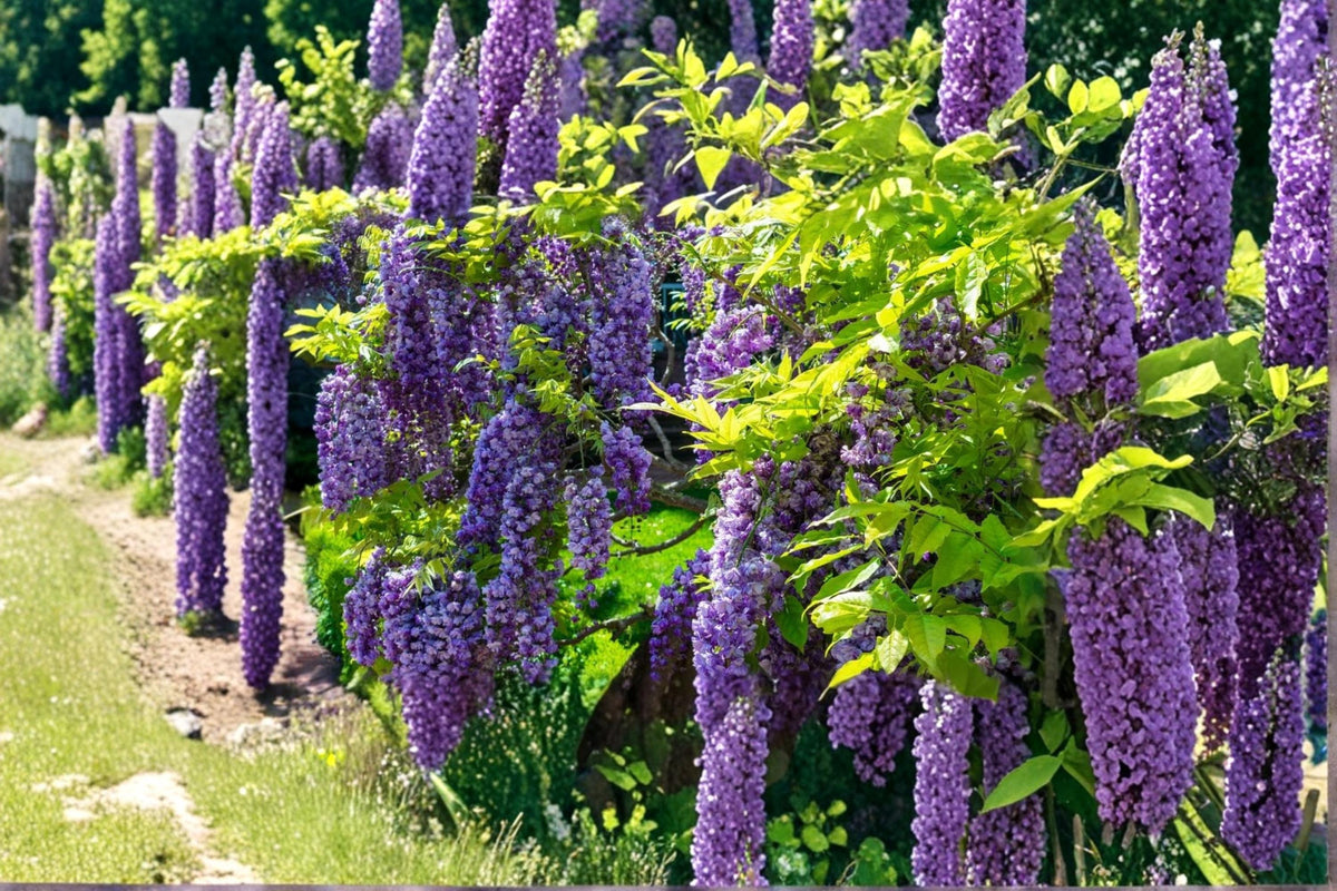American Wisteria Seeds – Wisteria frutescens, Native Flowering Climbing Vine, Fragrant Purple-Lavender Blooms, Perennial Garden Plant