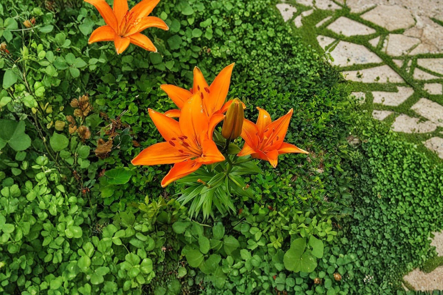 Surfside Orange Lily Bulbs – Asiatic Lily, Bright Orange Flowers, Perennial Flowering Bulb, Garden, Border, Container Plant