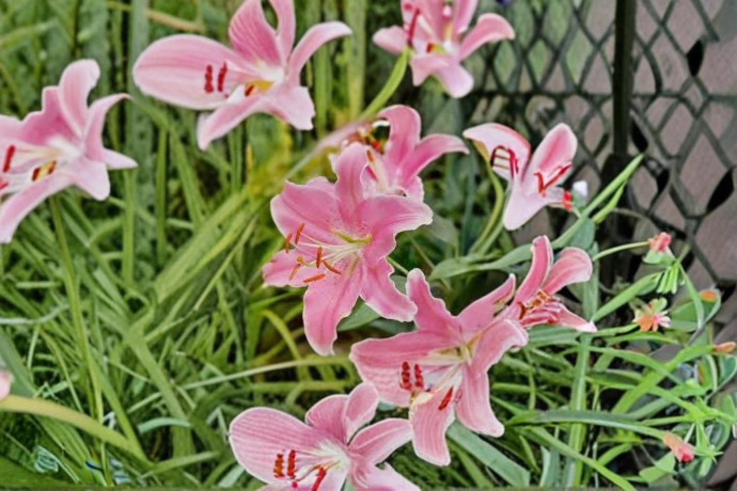 Sorbonne Oriental Lily Bulbs – Fragrant Pink & White Lily – Lilium Oriental Group 'Sorbonne' Garden Bulbs