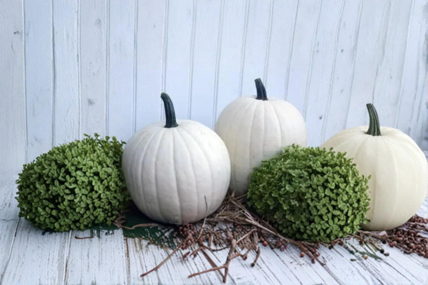 Cotton Candy Pumpkin Seeds for Planting – White Heirloom Cucurbita maxima, Decorative Fall Garden, Pumpkin Patch Seeds