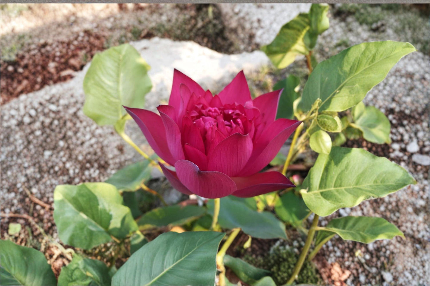 Bonsai Lotus Seeds – Multicolor Aquatic Flowering Plant – Nelumbo nucifera for Water Gardens & Ponds
