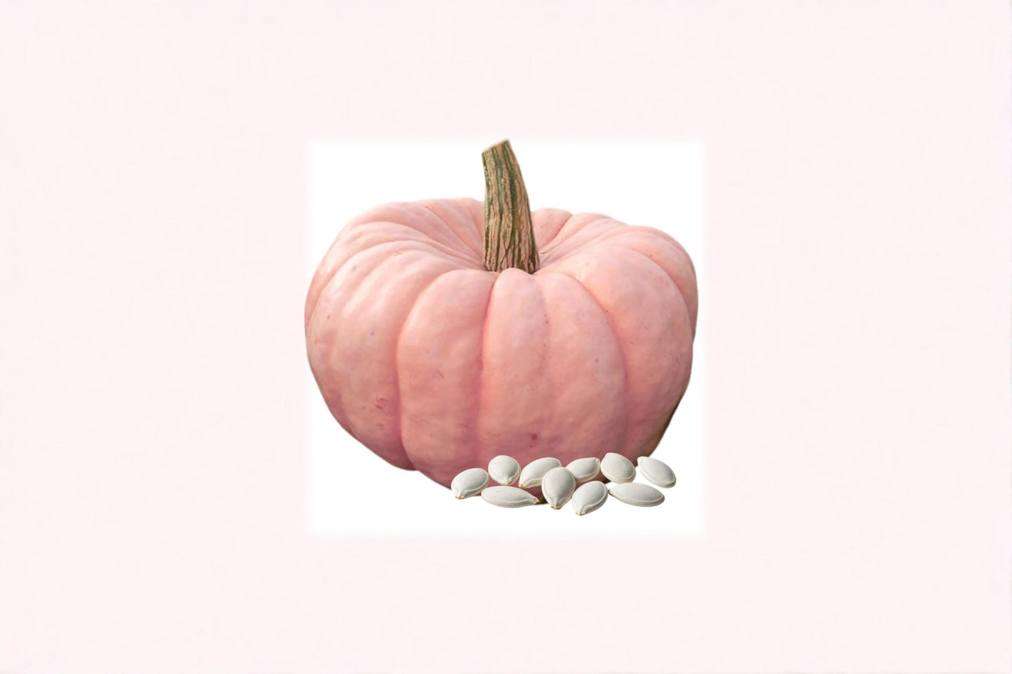 Surfside Orange Asiatic Lily Bulbs – Bright Orange Flowering Bulbs for Garden Beds & Containers – Lilium Asiatic Hybrid