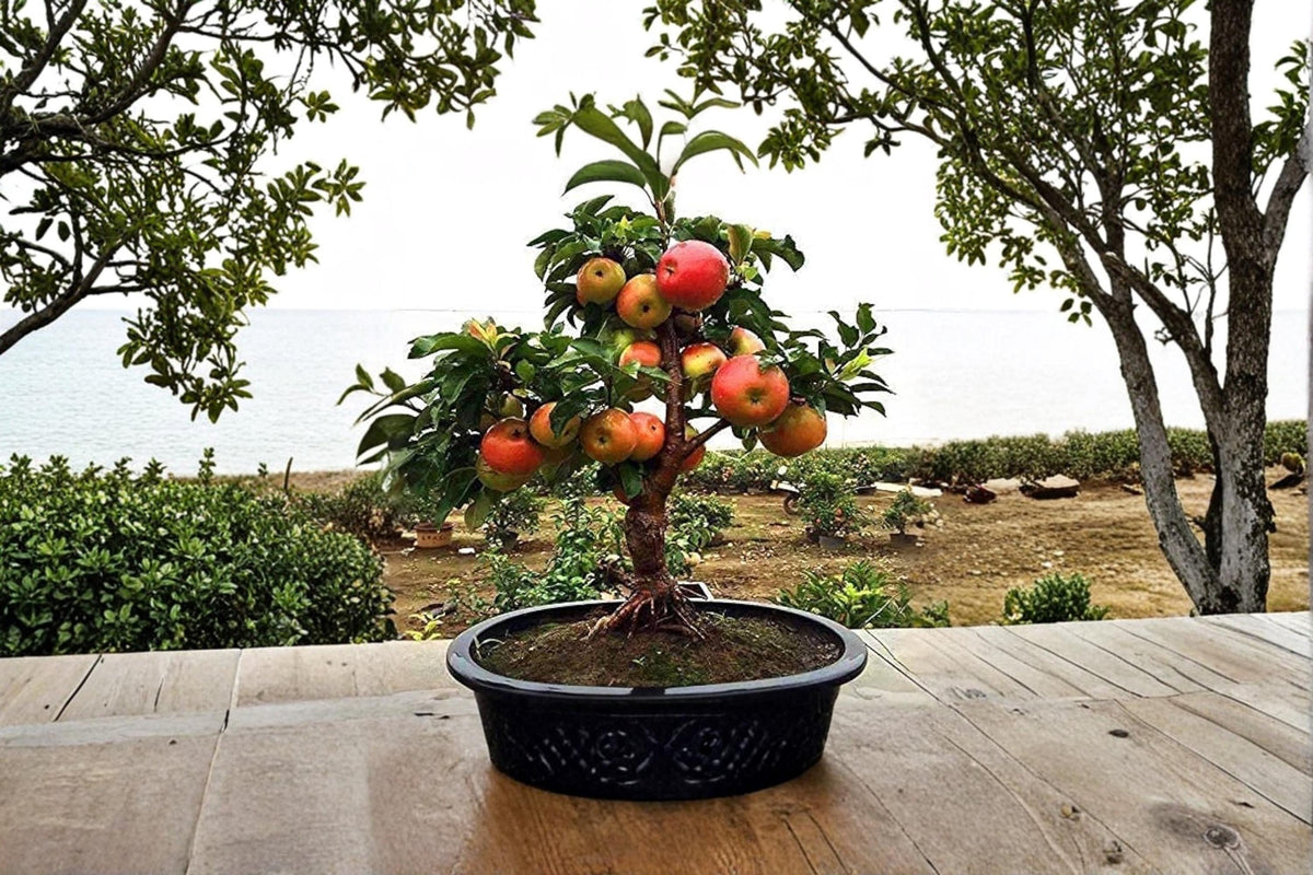 Dwarf Bonsai Apple Tree Seeds – Malus domestica – Ornamental Fruit Tree for Container & Bonsai Cultivation