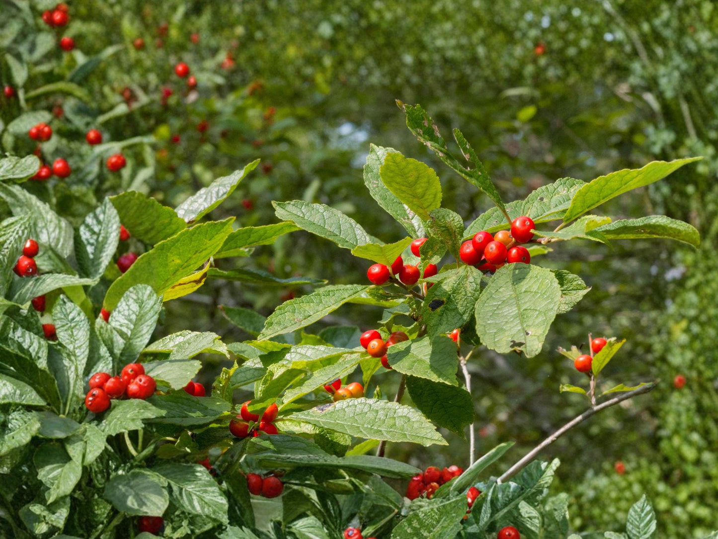 Winterberry Holly Shrub Seeds, Ilex verticillata, Bright Red Berries, Deciduous Perennial, Wildlife Garden Plant