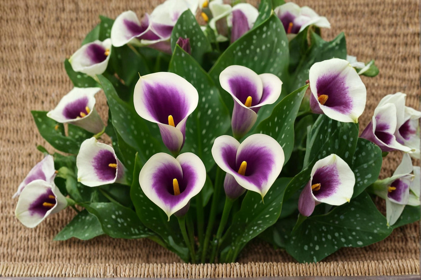 Picasso Calla Lily Bulbs – Purple and White Ornamental Flower Bulbs for Garden, Container, Landscape Plantings
