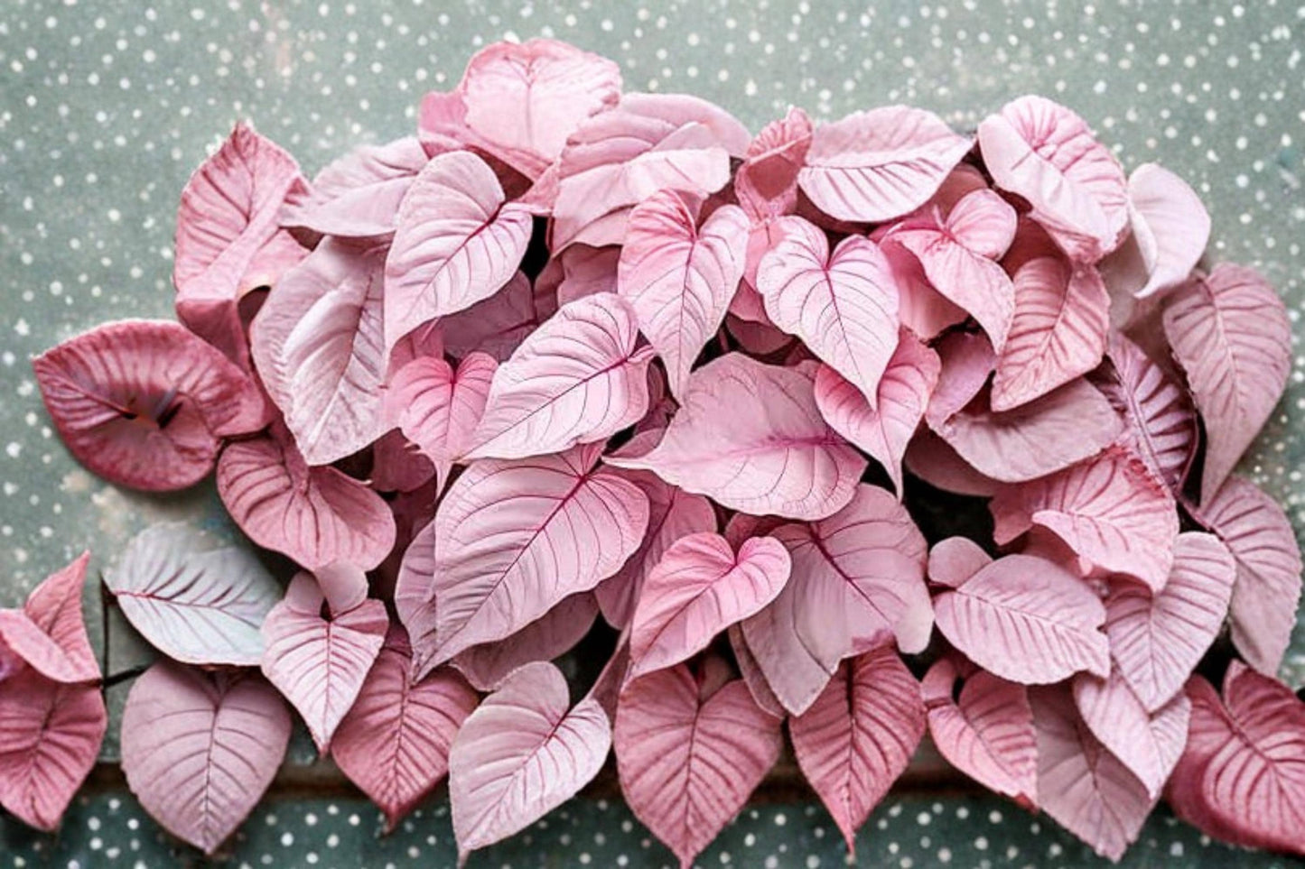 Pinky Swear Caladium Bulbs – 6 Pack, Vibrant Pink Foliage, Tropical Caladium bicolor for Shade Gardens & Containers