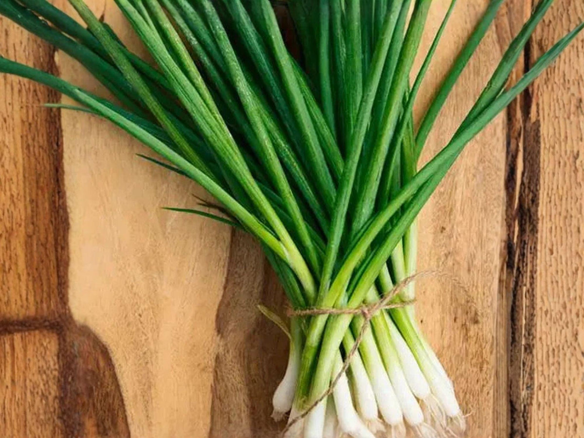 Evergreen White Nebuka Bunching Onion Seeds | Allium fistulosum | Non-Bulbing Green Onion for Garden & Container Planting