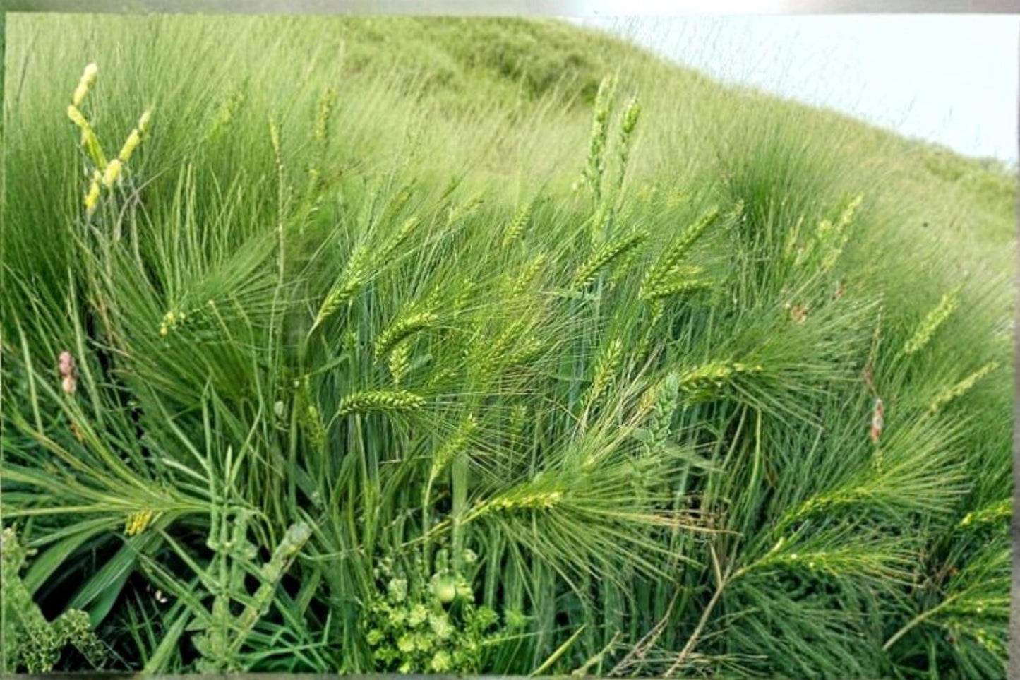 Barley Seeds Pack for Planting – Hordeum vulgare Grain Seeds for Garden, Crop, and Grain Growing