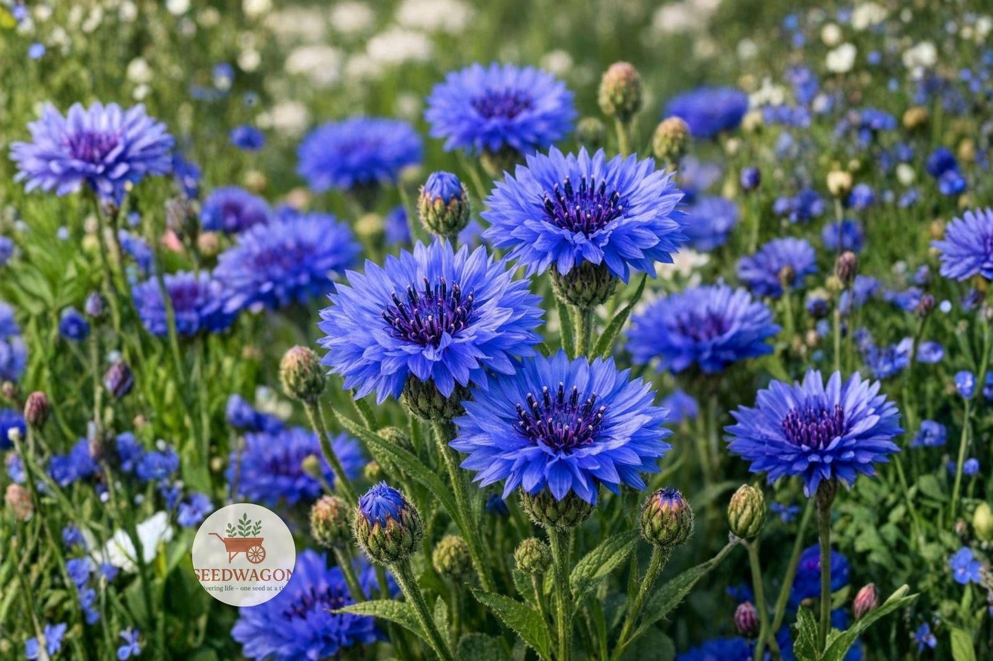 Blue Cornflower Seeds 100 – Centaurea cyanus Wildflower Pollinator Garden Plant for Bees & Butterflies
