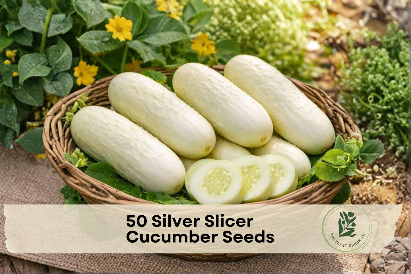 Silver Slicer Cucumber Seeds – 50 White to Cream Vining Vegetable Seeds for Garden, Raised Bed & Trellis Cultivation, Cucumis sativus