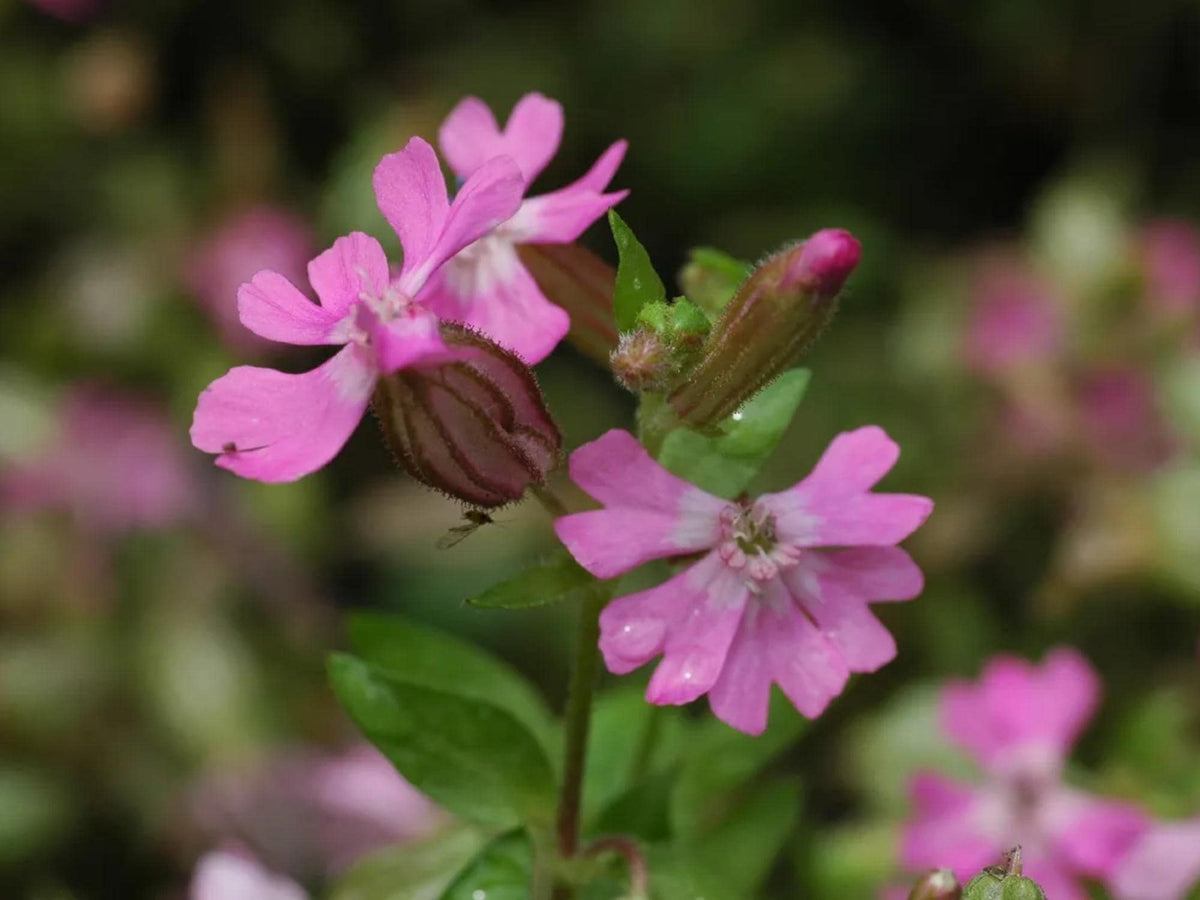 Nodding Catchfly Seeds – Silene pendula Wildflower Seeds for Pollinator Gardens, Cottage Garden, Natural Landscape, 100 Seeds