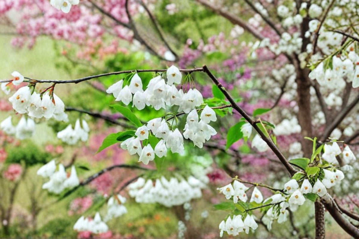 Carolina Silverbell Tree Seeds | Halesia carolina | Ornamental Native Tree with White Bell Flowers