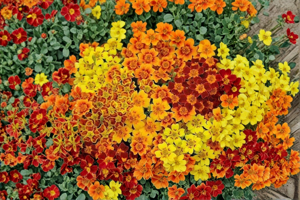Starfire Marigold Seeds – Tagetes patula, Compact Annual Flower with Red, Orange & Yellow Blooms, Edible Petals, Container & Garden Bed Plant