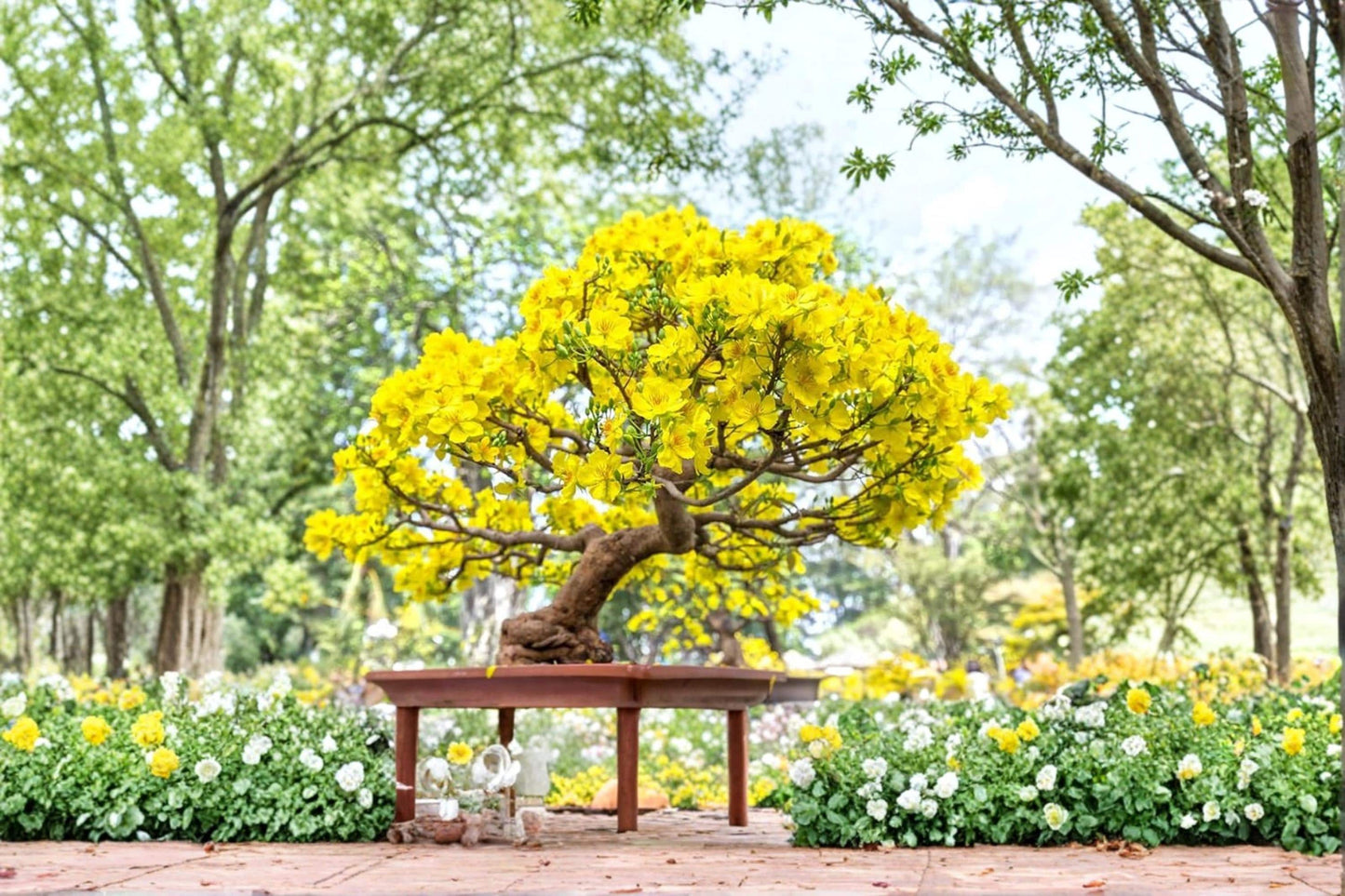Apricot Bonsai Seeds – Prunus armeniaca, Fruit Tree for Bonsai & Ornamental Gardening, White to Pink Blossoms