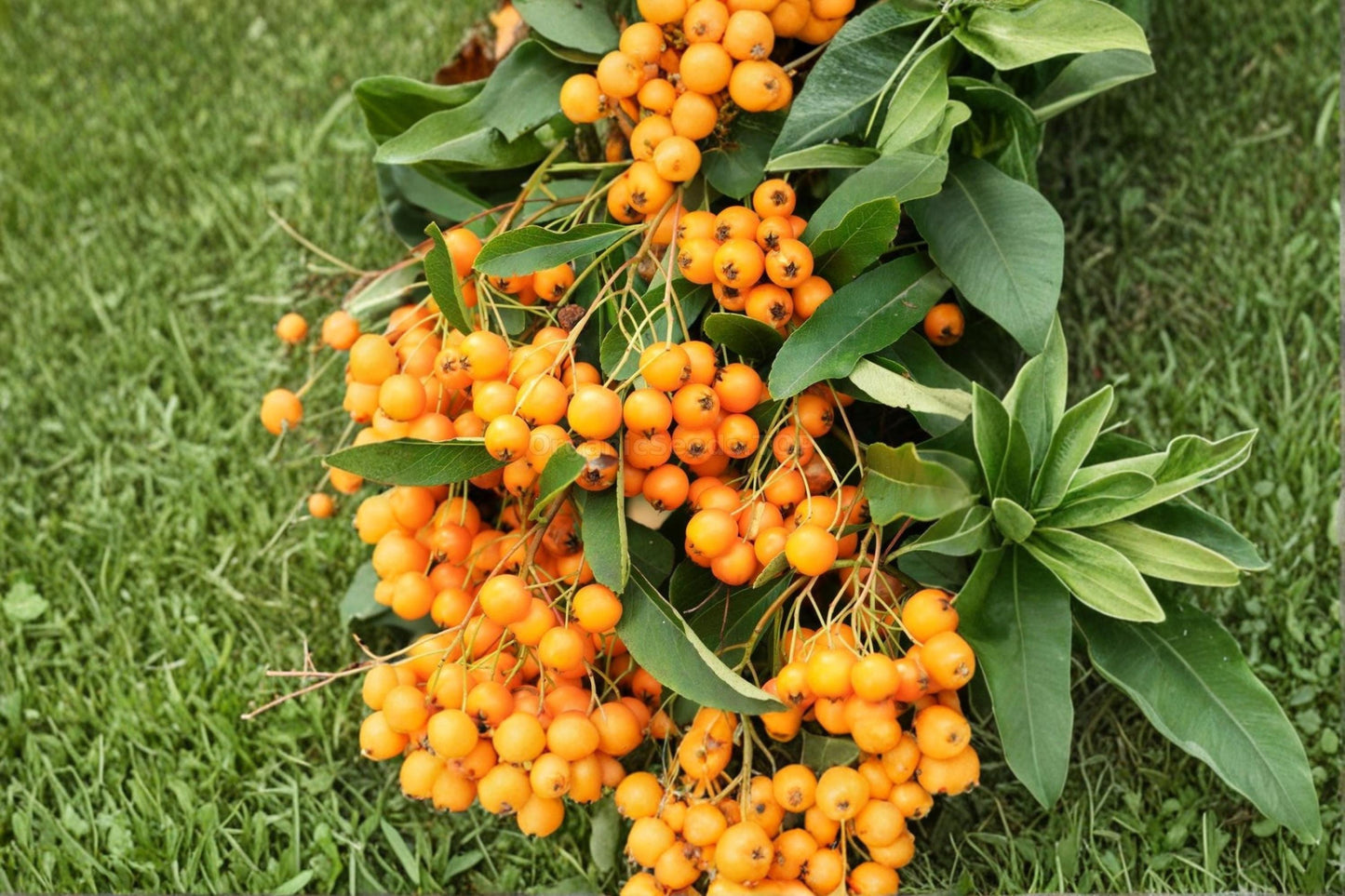 Orange Firethorn Bonsai Seeds – Pyracantha coccinea, Ornamental Shrub with Bright Orange Berries, Garden and Landscape Plant