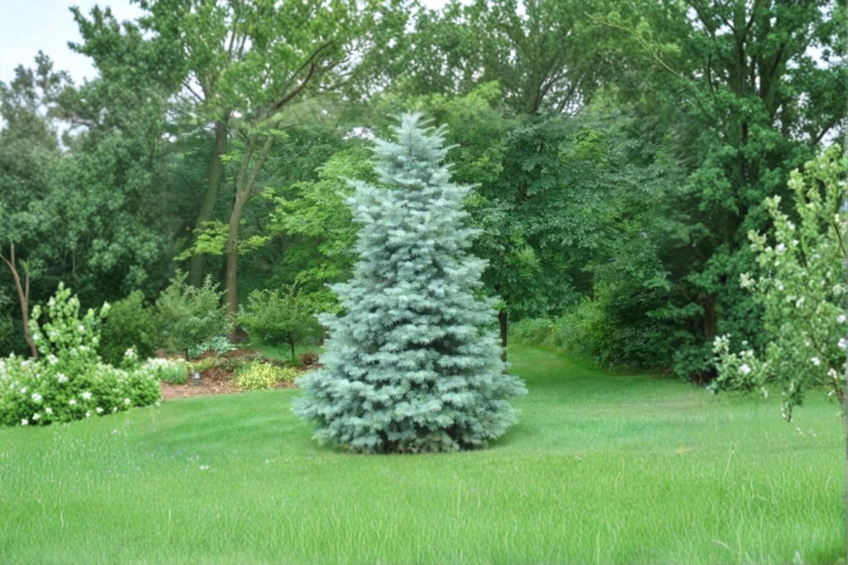 White Fir Seeds – Abies concolor Evergreen Conifer with Silvery-Blue Foliage for Landscaping and Windbreaks