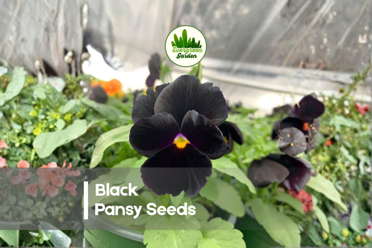 Black Pansy Seeds – Viola × wittrockiana, Deep Black to Dark Purple Velvet Blooms, Container & Border Plant, 100+ Seeds