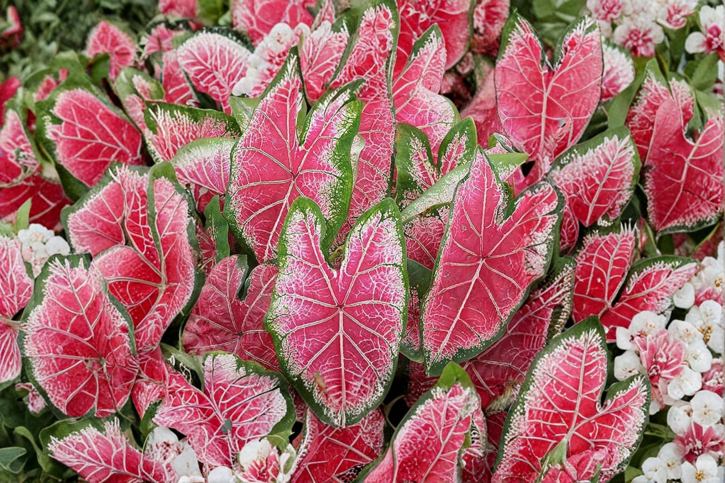 Mrs. WB Haldeman Caladium Bulb – Caladium bicolor, Tropical Foliage Plant for Shade Gardens & Containers