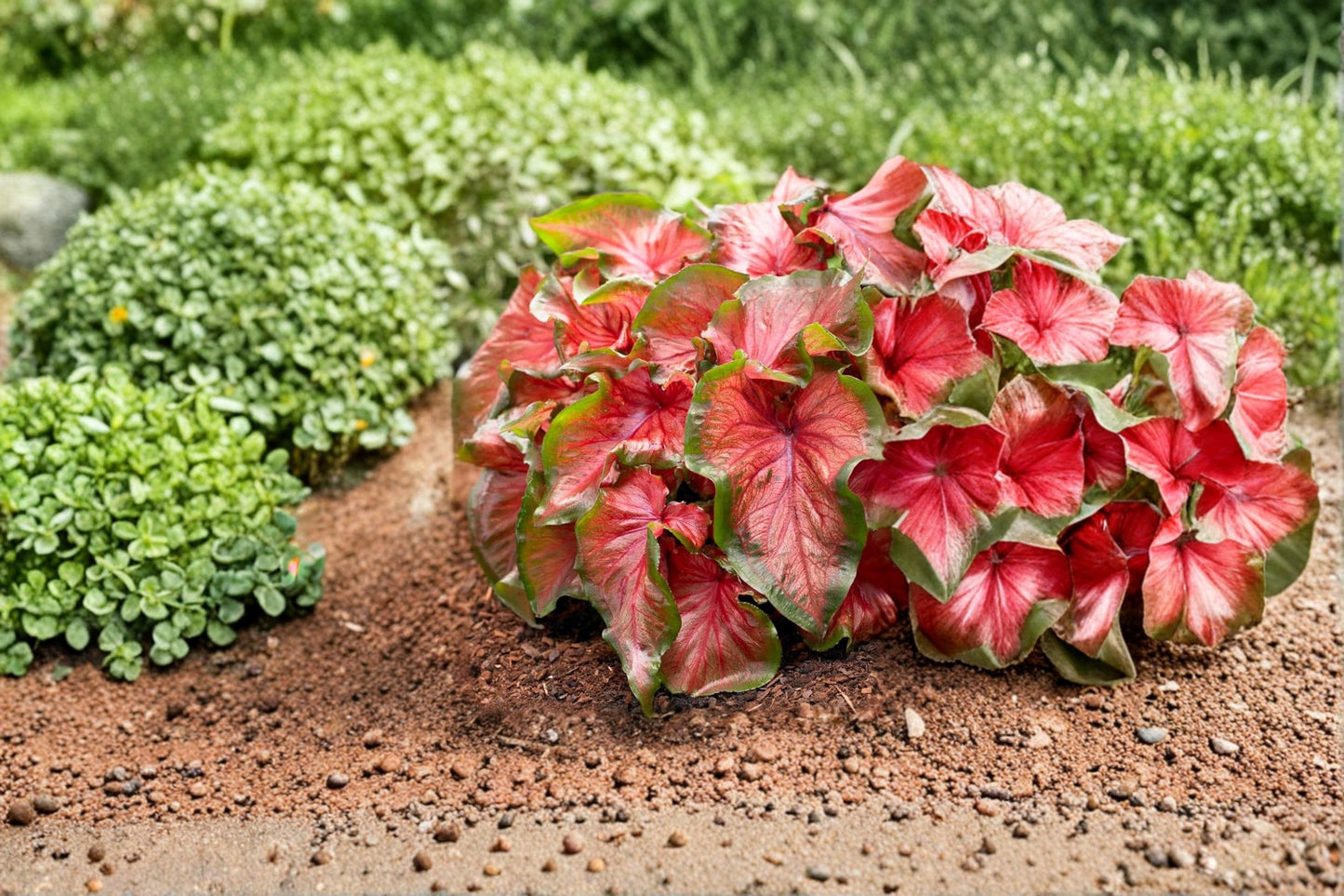 Festiva Caladium Bulb – Caladium bicolor – Fancy Leaf Tropical Shade Garden Foliage Plant