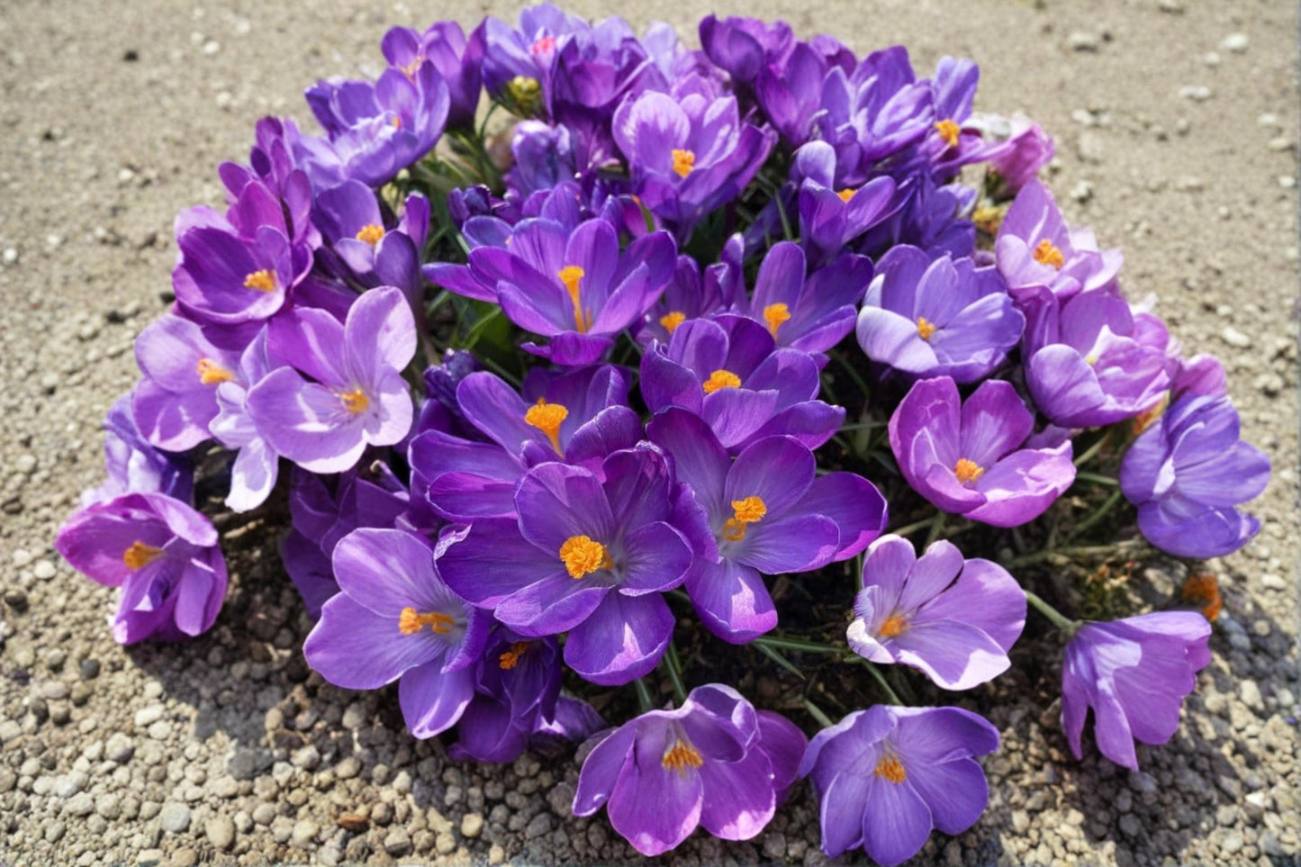 Record Crocus Bulb – Purple Spring Flowering Flower Bulb for Garden Beds & Borders | Crocus vernus