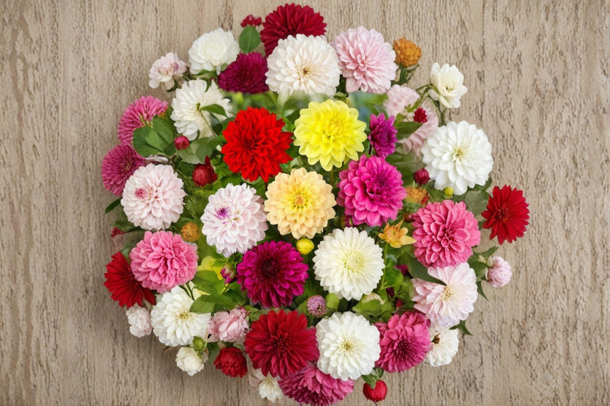 Mixed Dahlia Tuber – Colorful Perennial Flowering Tubers for Garden Beds and Landscaping