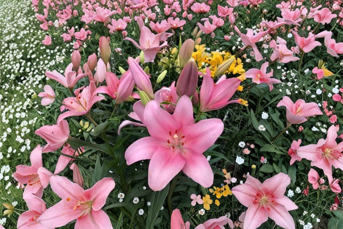 Pink Asiatic Lily Bulbs 10 Pack – Lilium Asiatic Hybrid Soft Pink Garden Flowering Bulbs for Borders & Containers
