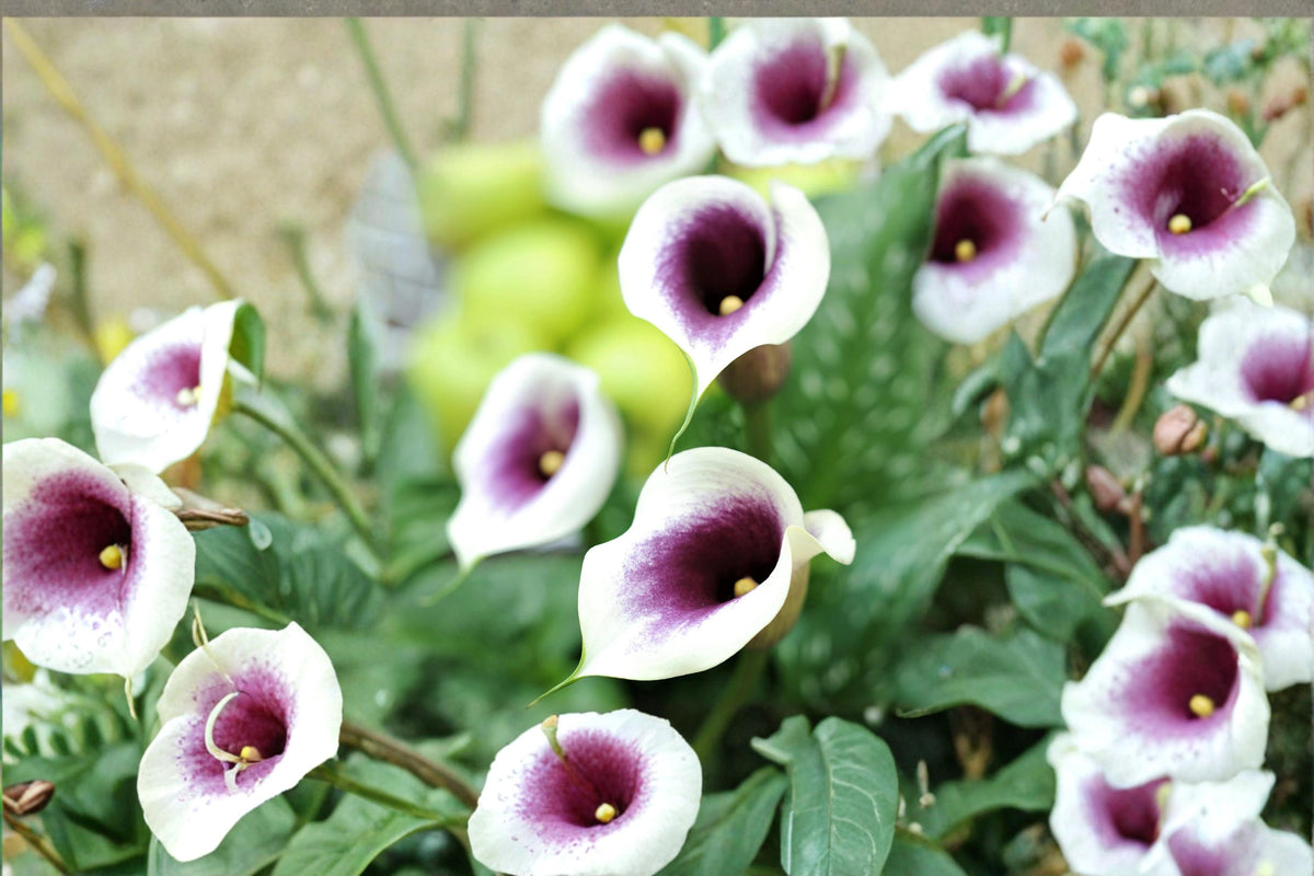 Calla Lily Picasso Bulbs – Zantedeschia Hybrid Purple White Flowering Garden Bulbs for Borders & Containers
