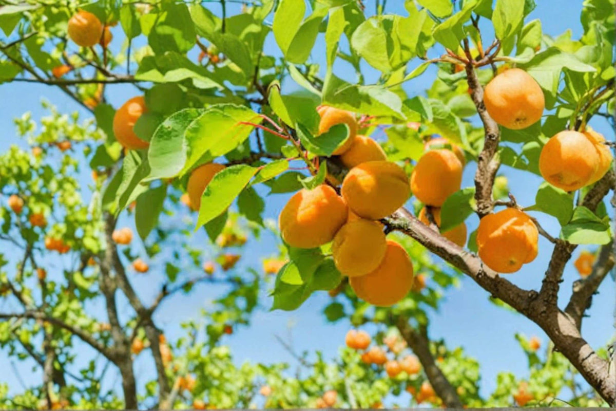 Apricot Tree Seedling 1 Year Old Prunus armeniaca Live Fruit Tree for Garden, Orchard, Edible Landscape