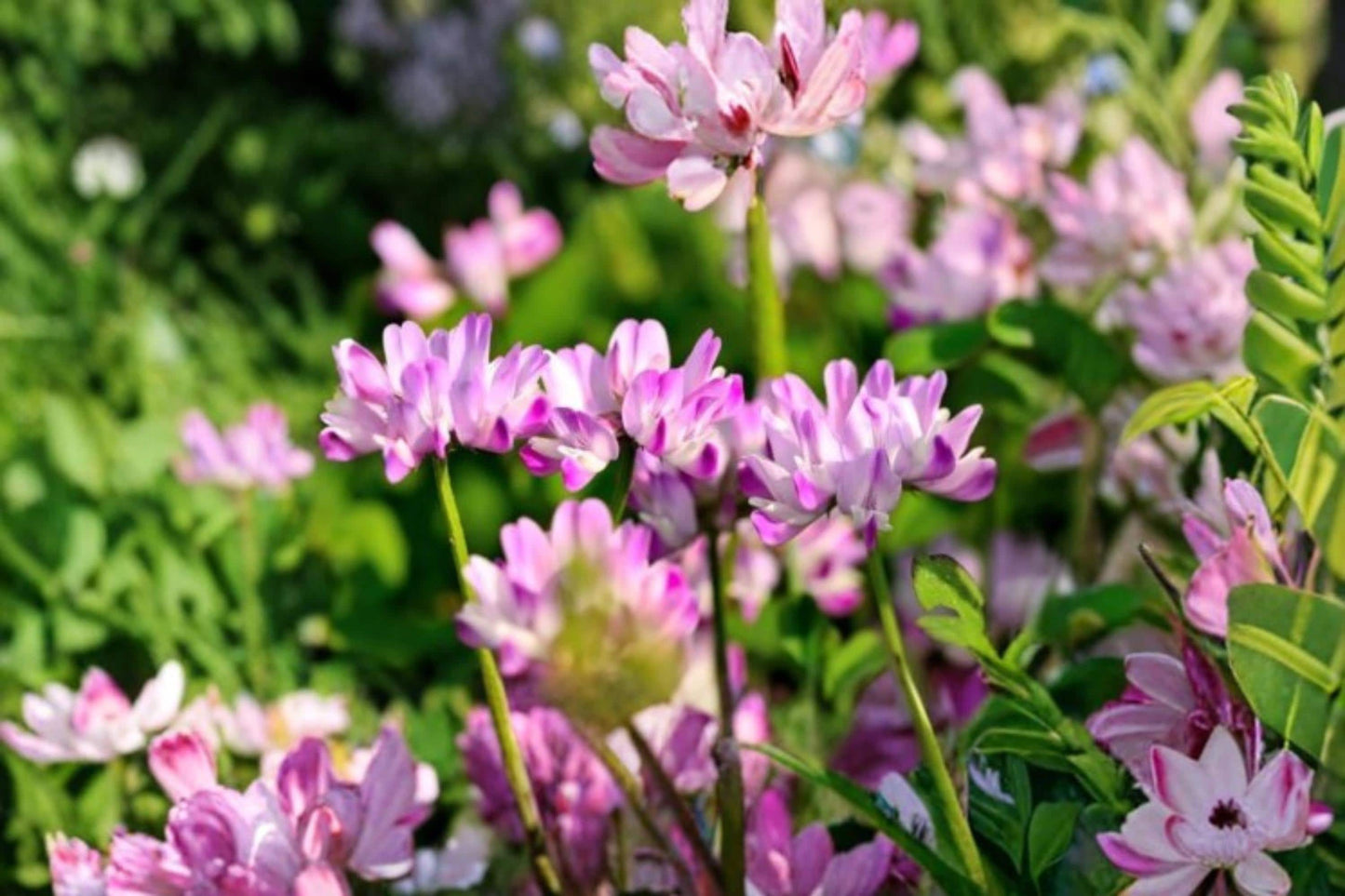 Chinese Milk Vetch Seeds 500 Pack | Astragalus sinicus Pink Flowering Ornamental Cover Crop Seeds
