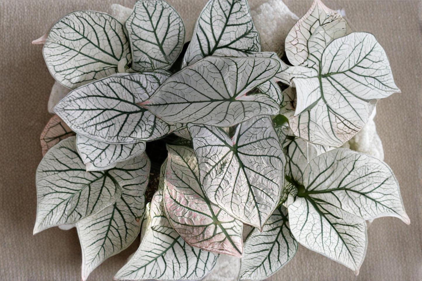 White Queen Caladium Bulbs – Caladium bicolor 'White Queen' Foliage Plant for Shade Gardens and Containers