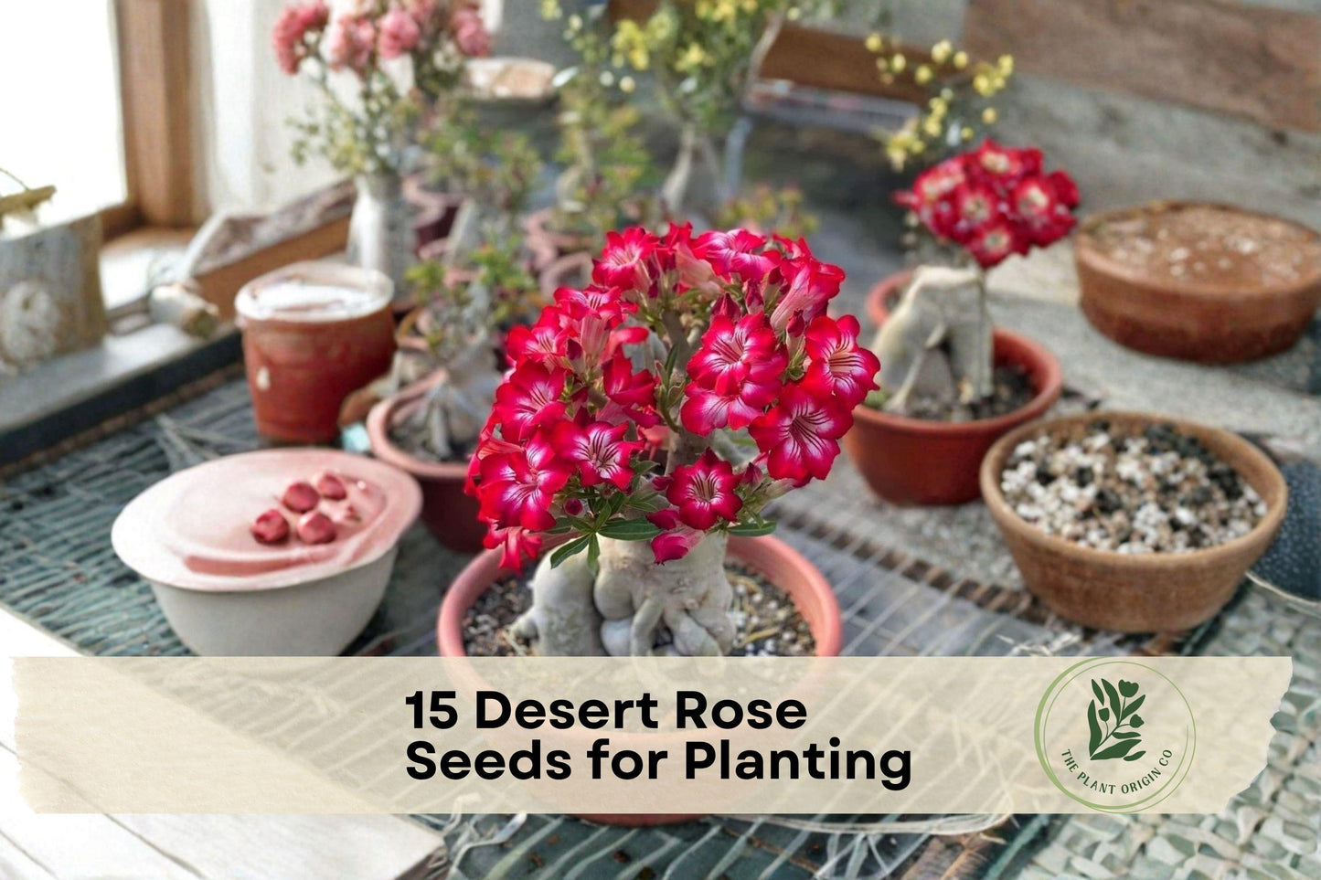 15 Desert Rose Seeds for Planting - Adenium obesum Flowering Succulent for Bonsai, Indoor & Patio Gardens