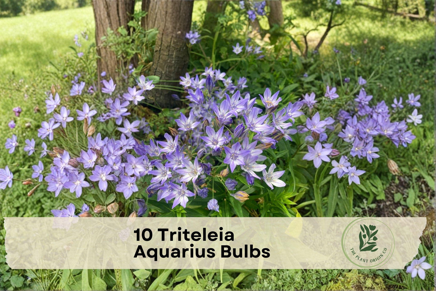 10 Triteleia Aquarius Bulbs – Blue to Violet Purple Flowering Bulbs for Garden Beds, Borders, Containers, Pollinator Gardens