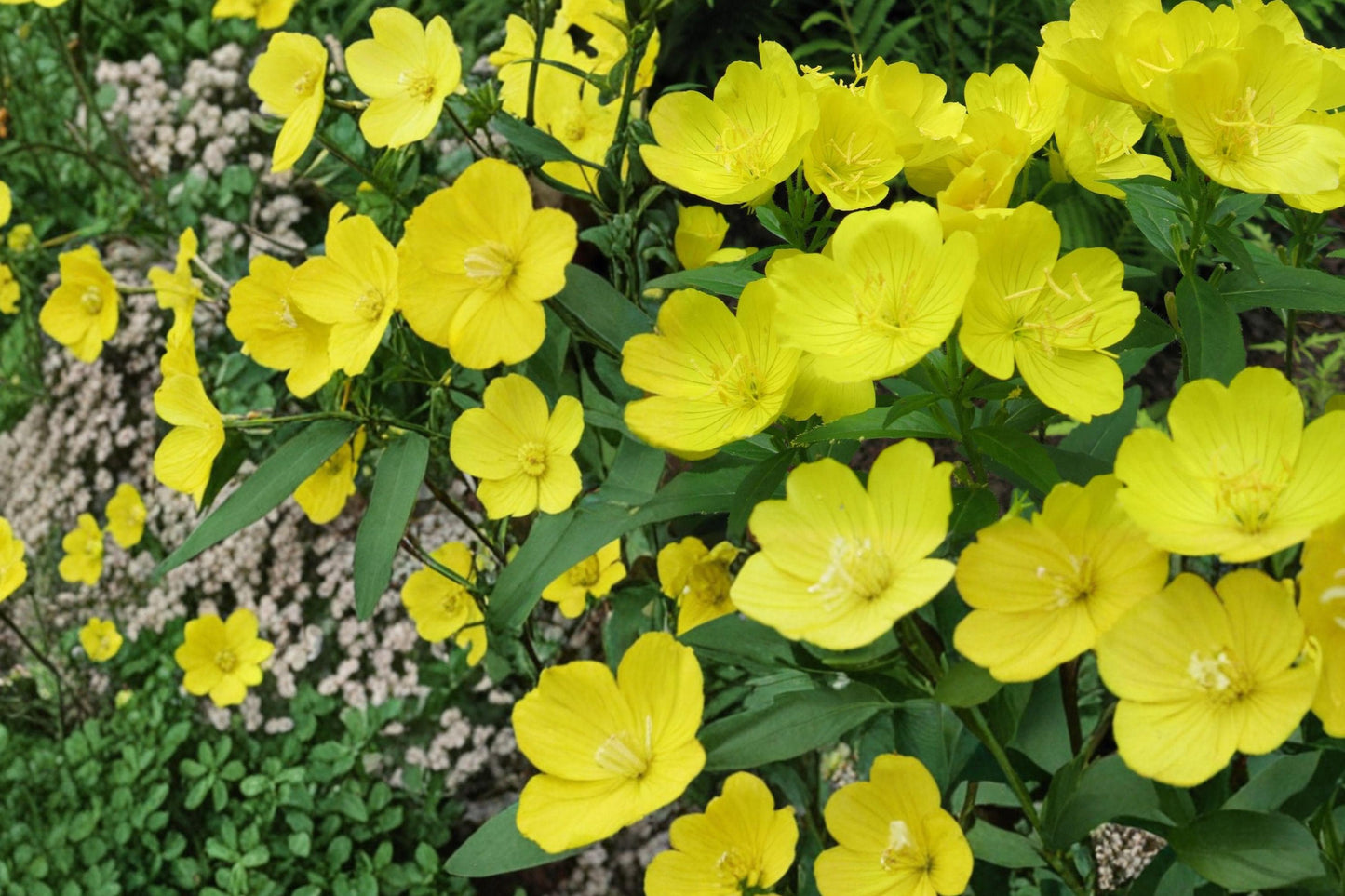 Missouri Primrose Seeds 125 – Ozark Sundrop Yellow Flower, Perennial Wildflower, Oenothera missouriensis
