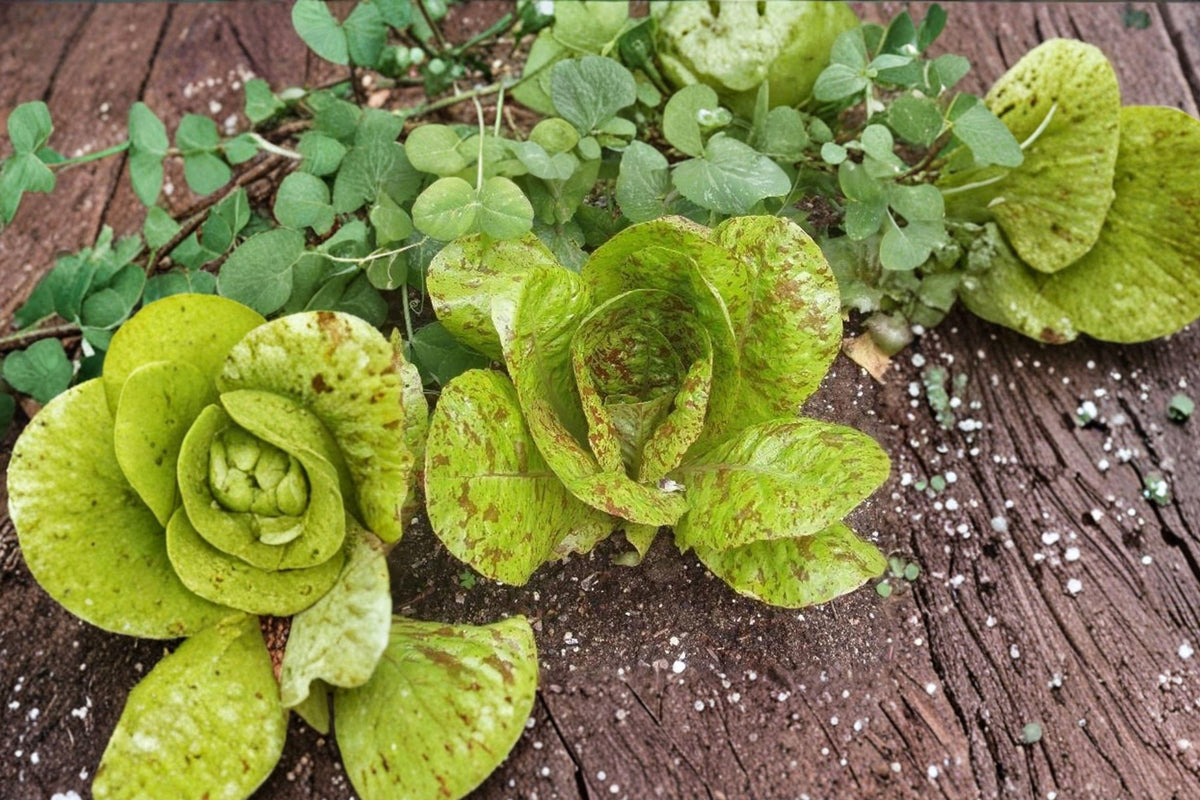 Freckles Romaine Lettuce Seeds – Red Speckled Salad Greens, Lactuca sativa, 195 Seeds for Fresh Salads & Garden Growth