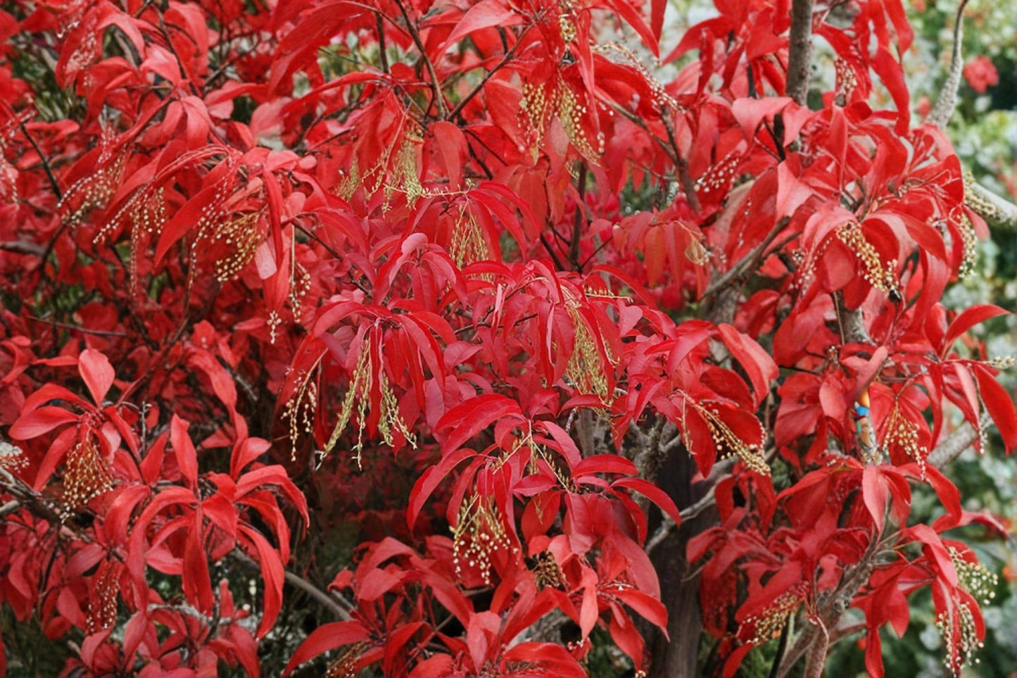 Sourwood Tree Seedling – Oxydendrum arboreum Native Ornamental Deciduous Tree for Landscaping