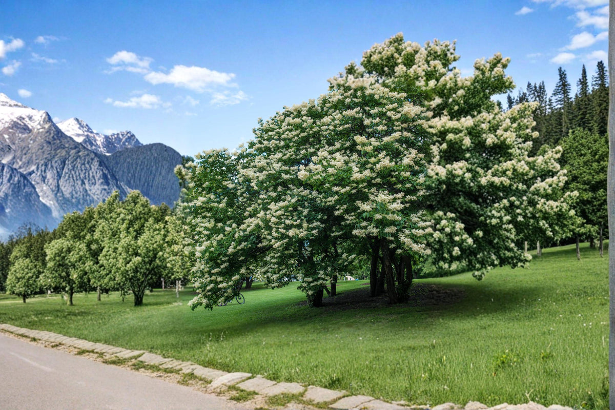 Japanese Yellow Lilac Seeds – Syringa reticulata Ornamental Flowering Tree for Landscaping & Bonsai