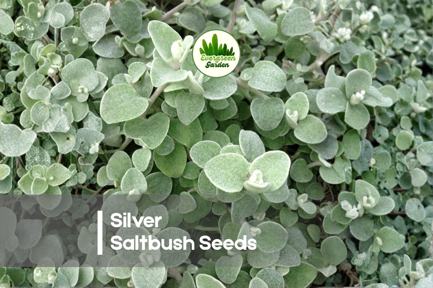 Silver Saltbush Seeds – 50+ Atriplex nummularia Drought-Tolerant Evergreen Shrub for Xeriscaping & Low-Water Gardens