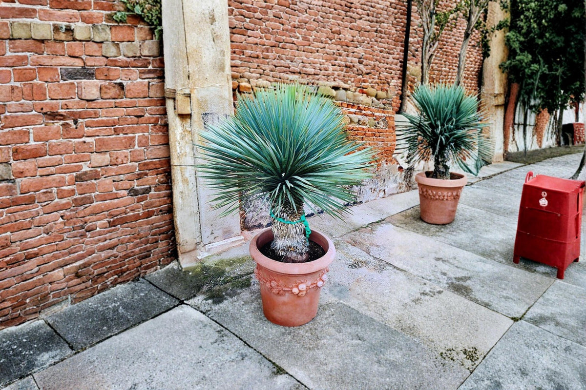 Beaked Yucca Seeds – Yucca rostrata Ornamental Desert Plant, Drought Tolerant, Cold Hardy, Blue-Grey Foliage, Xeriscape, Rock Garden Seeds