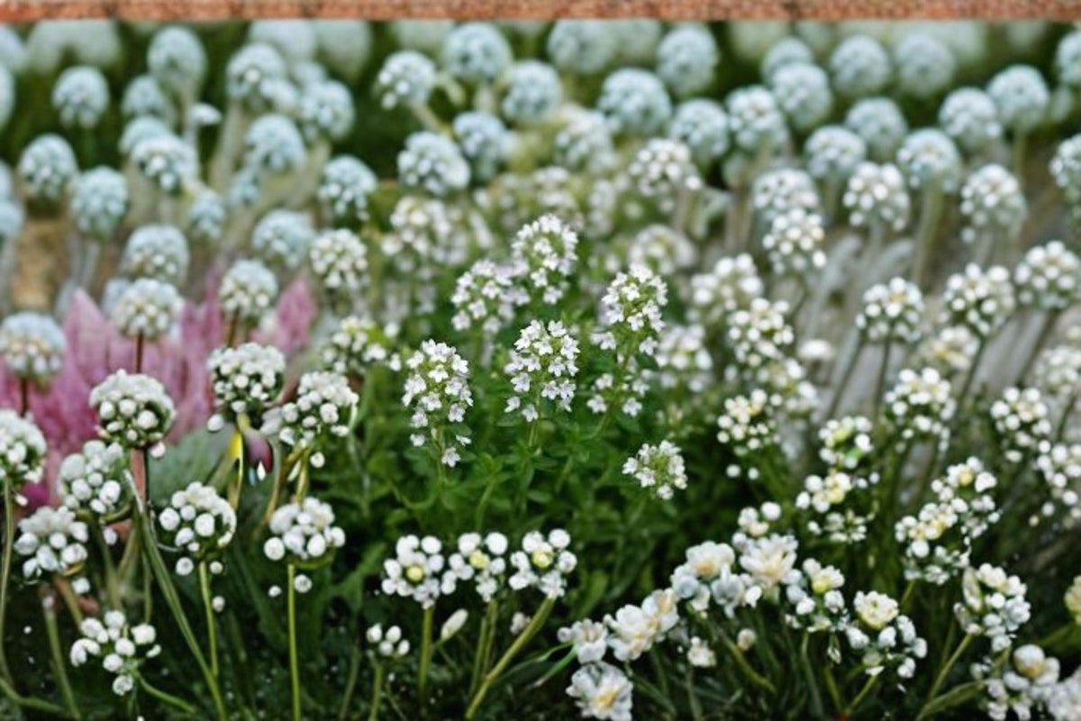White Creeping Thyme Seeds – Perennial Ground Cover Thymus serpyllum for Rock Gardens & Borders