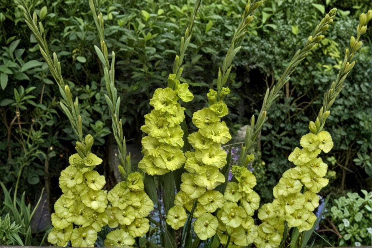 Lime Green Gladiolus Bulbs – 10 Large Flowering Bulbs for Garden Beds & Cut Flowers – Gladiolus hortulanus